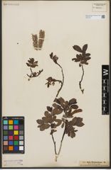 Foto von Salix waldsteiniana Willd.